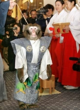 Jiro Performing Monkey